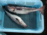 久慈漁港061214スケソウダラ
