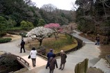西山荘桃源梅09-03-08