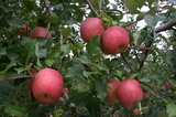���׻����061014