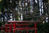 十月桜水戸八幡