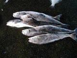 久慈漁港の魚061124