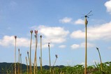花彼岸花常福地