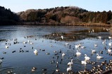 古徳沼10-1-18白鳥
