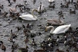 白鳥08-12-05古徳沼