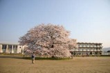 桜瑞龍小学校