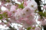 八重桜まつり