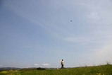 里川菜の花鯉のぼり