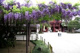 笠間藤の花八重の藤