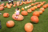 大子町お化けカボチャコンクール