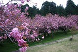 八重桜まつり08-04-24