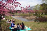 古河桃まつり桃の花菜の花(1)