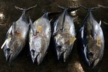 キメ、ダルマメボマグロ