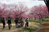 古河桃まつり桃の花菜の花(1)
