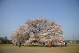 桜瑞龍小学校