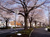 桜平和通り