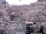 桜平和通り
