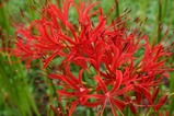 花彼岸花水府松平
