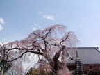 桜13-03-23 常陸大宮西方寺