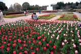 チューリップ茨城県植物園