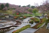 瓜連八重桜