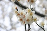 水戸の梅祭り