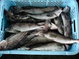 久慈漁港061214ホッケ