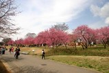 古河桃まつり桃の花菜の花(2)