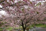八重桜まつり