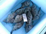 久慈漁港の魚061124