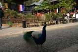 桜大和村雨引観音