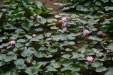 花睡蓮西山荘