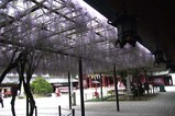 笠間藤の花