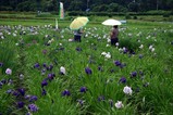 青山花菖蒲園