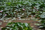 花睡蓮西山荘
