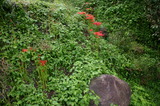 花彼岸花北沢