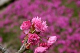 八重桜まつり