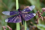 花蓮親沢の池チョウトンボ