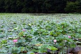 花蓮親沢の池