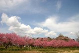 古河桃まつり桃の花菜の花(2)
