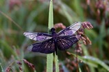 花蓮親沢の池チョウトンボ
