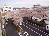 桜平和通り