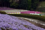 笠間つつじまつり08-04-26(3)芝桜