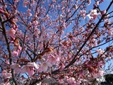 東日本大震災11-03-31久慈浜河津桜
