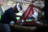 那珂湊産業祭08-10-19(13)マグロ解体ショー