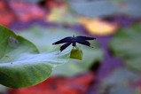 花蓮親沢の池