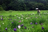 青山花菖蒲園