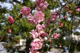 雛のつるし飾りまつりin那珂市