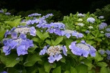 花睡蓮西山荘