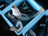 久慈漁港の魚061124