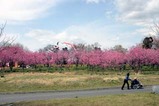 古河桃まつり桃の花菜の花(1)